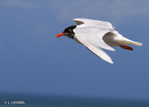 Mouette mélanocéphale © J. LAIGNEL