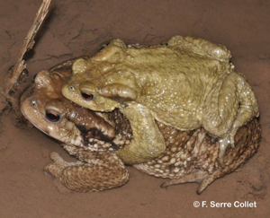 Crapaud commun © F. Serre Collet