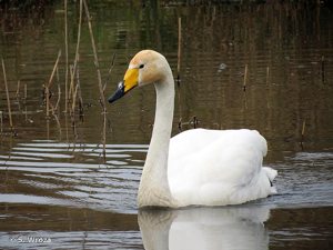 Cygne chanteur © S. Wroza