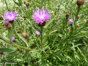 <i>Centaurea nigra</i> L., 1753 © P. Rouveyrol