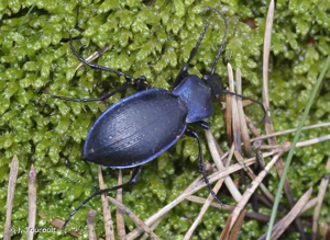 Carabus problematicus © J. Touroult