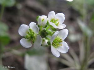 <i>Cochlearia anglica</i> L., 1759 © H. Tinguy