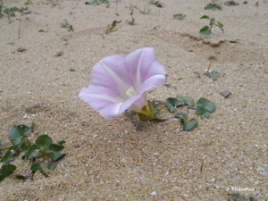 <i>Convolvulus soldanella</i> L., 1753 © J. Thévenot