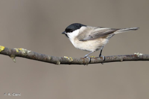 Mésange nonnette © R. Clerc