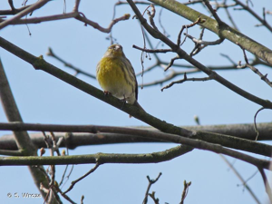 Serin cini © S. Wroza