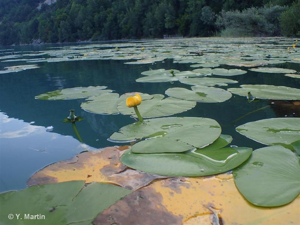 Nénuphar jaune © Yoan MARTIN