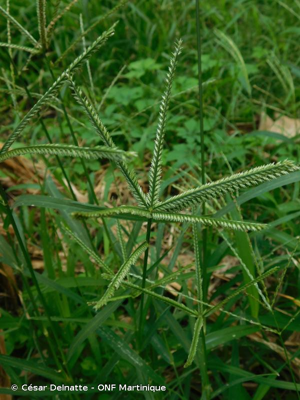 <i>Cynodon dactylon</i> (L.) Pers., 1805 © César Delnatte - ONF Martinique
