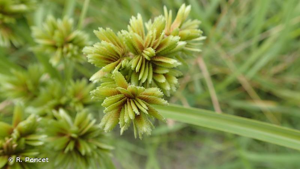<i>Cyperus eragrostis</i> Lam., 1791 © R. Poncet
