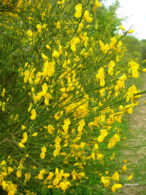 <i>Cytisus scoparius</i> (L.) Link, 1822 © P. Gourdain