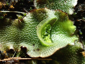 Lunularia cruciata © Hugues Tinguy