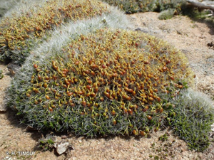 Grimmia pulvinata © Hugues Tinguy