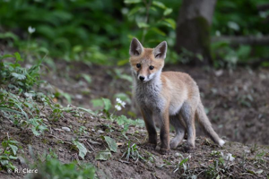 Renard roux © R. Clerc