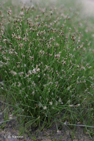 <i>Eleocharis acicularis</i> (L.) Roem. & Schult., 1817 © O. Nawrot