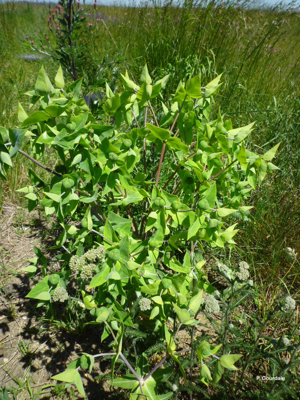 <i>Euphorbia lathyris</i> L., 1753 © P. Gourdain