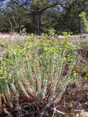 <i>Euphorbia paralias</i> L., 1753 © J. Thévenot