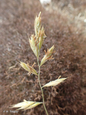 <i>Festuca juncifolia</i> Chaub. ex St.-Amans, 1821 © H. Tinguy
