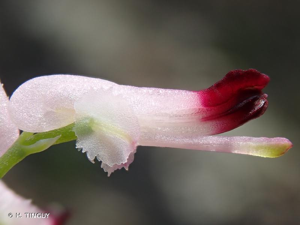 <i>Fumaria muralis</i> Sond. ex W.D.J.Koch, 1845 © H. TINGUY