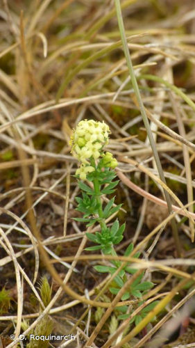 <i>Galium arenarium</i> Loisel., 1806 © O. Roquinarc'h