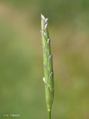 <i>Glyceria declinata</i> Bréb., 1859 © H. TINGUY