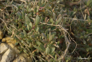 <i>Halimione portulacoides</i> (L.) Aellen, 1938 © P. Gourdain