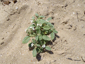 <i>Heliotropium europaeum</i> L., 1753 © J. Thévenot