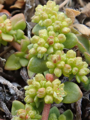 <i>Herniaria ciliolata</i> Melderis, 1957 © H. TINGUY