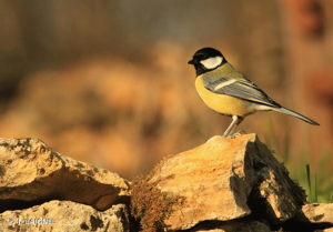 Parus major © J.Laignel