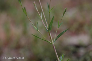 <i>Hypericum linariifolium</i> Vahl, 1790 © E. VALLEZ / CBNSA
