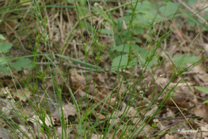 <i>Juncus tenuis</i> Willd., 1799 © P. Gourdain