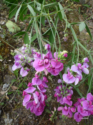 <i>Lathyrus latifolius</i> L., 1753 © P. Gourdain