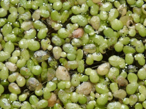 <i>Lemna gibba</i> L., 1753 © H. TINGUY