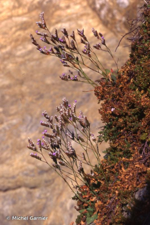 <i>Limonium dodartii</i> (Girard) Kuntze, 1891 © Michel Garnier