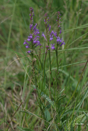 <i>Lobelia urens</i> L., 1753 © P. Gourdain