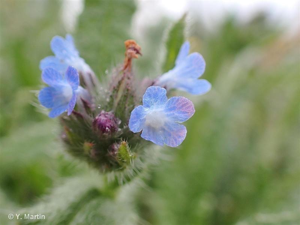 <i>Lycopsis arvensis</i> L., 1753 © 