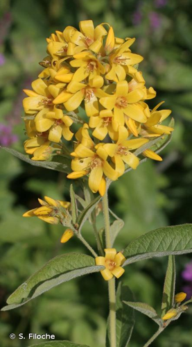 <i>Lysimachia vulgaris</i> L., 1753 © S. Filoche