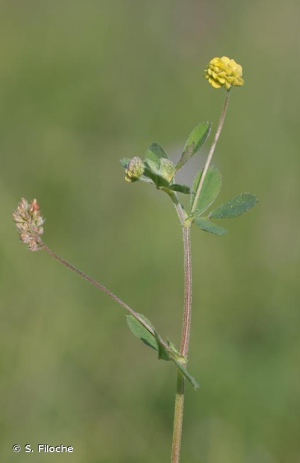 <i>Medicago lupulina</i> L., 1753 © S. Filoche