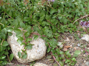 <i>Mentha pulegium</i> L., 1753 © 
