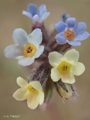 <i>Myosotis discolor</i> Pers., 1797 © H. TINGUY