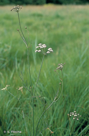 <i>Oenanthe lachenalii</i> C.C.Gmel., 1805 © S. Filoche
