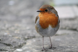 Rouge gorge familier © F.Parissot