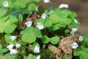 <i>Oxalis acetosella</i> L., 1753 © S. Filoche