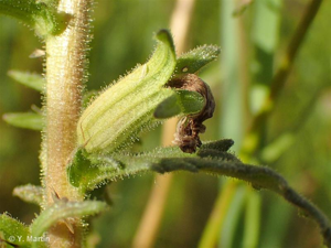 <i>Parentucellia viscosa</i> (L.) Caruel, 1885 © 