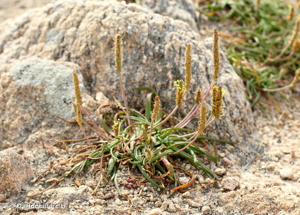 <i>Plantago maritima</i> L., 1753 © O. Roquinarc'h