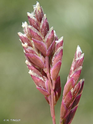 <i>Poa annua</i> L., 1753 © H. TINGUY