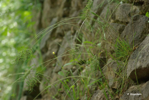 <i>Poa bulbosa</i> L., 1753 © P. Gourdain