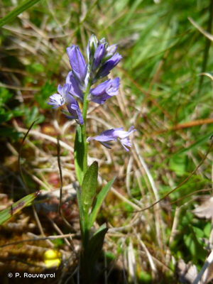 <i>Polygala vulgaris</i> L., 1753 [nom. et typ. cons.] © P. Rouveyrol