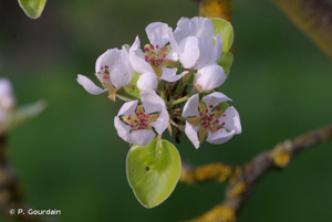 <i>Pyrus communis</i> L., 1753 © P. Gourdain