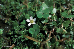 <i>Ranunculus hederaceus</i> L., 1753 © S. Filoche