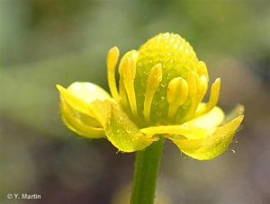 <i>Ranunculus sceleratus</i> L., 1753 © 