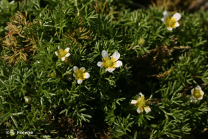 <i>Ranunculus trichophyllus</i> Chaix, 1785 © S. Filoche